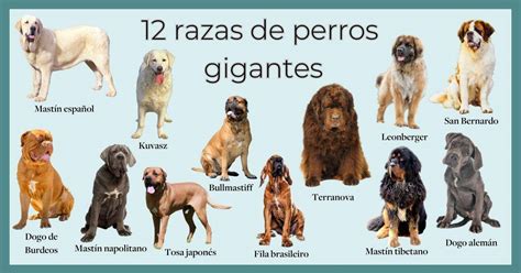 zoofilia perro grande|adoro los perros grandes